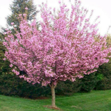 Kwanzan cherry tree with vibrant pink double blossoms in spring landscape

