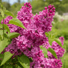Close-up of Miss Kim Lilac flowers with rich lavender blooms and lush green leaves.