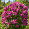 Miss Kim Lilac growing in a landscaped garden bed surrounded by greenery.