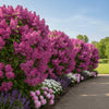 lilac-miss-canada-landscape-use.png