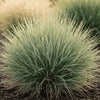 Close‑up of Miscanthus Morning Light showing fine silver‑green variegated blades with sunlight sparkle.