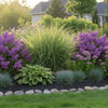 Miscanthus Morning Light ornamental grass in a landscaped border with perennials and stone edging.