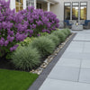 Miscanthus Morning Light used as a soft border accent beside a modern patio and walkway, surrounded by lilacs and hostas.