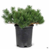 Mugho Pine 3 gallon shrub 12–15 inches tall in nursery container