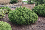 Mugho Pine used in landscape bed as low evergreen border shrub