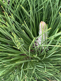 Close-up of Mugho Pine needles showing dense green evergreen texture