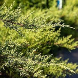 Nicks Compacta Juniper blue green evergreen foliage