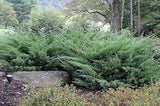 Nicks Compacta Juniper dense evergreen shrub