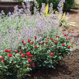Close-up of Petite Knock Out rose blooms showing vibrant flowers