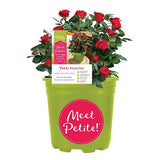 Petite Knock Out rose tree compact 3 gallon standard form in nursery container