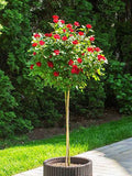 Petite Knock Out rose tree used in patio container or small landscape space