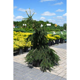 Picea abies 'Acrocona' Dwarf Norway Spruce 3.5-4' B&B