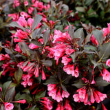 Wine and Roses weigela shrub with dark burgundy leaves and bright pink flowers