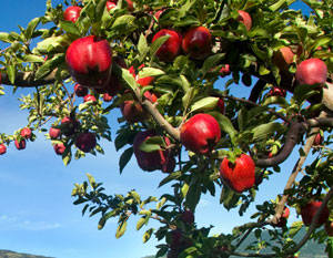 Apple Red Delicious 7 Gal