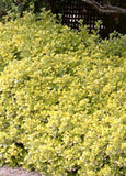 Monrovia Golden Euonymus Euonymus japonicus 'Aureo-marginatus' 5Gal