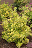 Monrovia Golden Euonymus Euonymus japonicus 'Aureo-marginatus' 5Gal