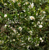 Monrovia Winter's Snowman Ice Angels® Camellia Camellia x 'Winter's Snowman' 5 Gal