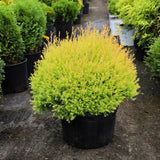 Rheingold Arborvitae 3 gallon golden globe evergreen shrub in nursery container