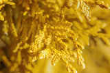 Close-up of Rheingold Arborvitae foliage showing golden yellow texture