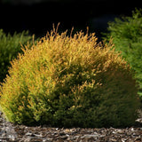 Rheingold Arborvitae used in landscape as colorful accent shrub