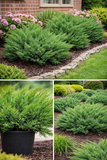 Sea Green Juniper evergreen shrub in black nursery pot at landscape supply yard