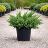 sea-green-juniper-landscape.jpg