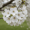Close-up of Snow Fountain Cherry white flowers in bloom
