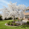 Snow Fountain Cherry tree with cascading branches covered in white spring blossoms
