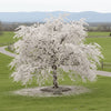 Snow Fountain Cherry tree used as a focal point in a landscaped yard


