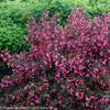 Wine and Roses weigela shrub with dark burgundy leaves and bright pink flowers