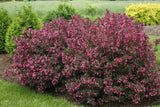 Wine & Roses® Weigela (Weigela florida ‘Alexandra’) Dark Foliage Flowering Shrub 3 Gal
