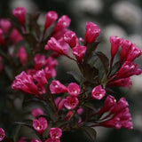 Weigela alexandra flowering shrub with contrasting foliage in landscape