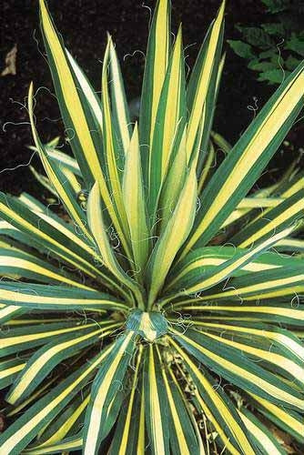 Yucca filamentosa 'Color Guard’  3Gal