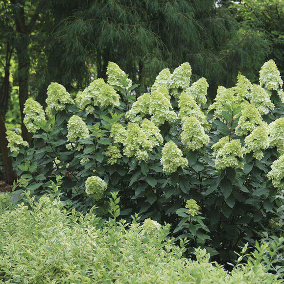 Limelight Prime® Panicle Hydrangea 3 Gal