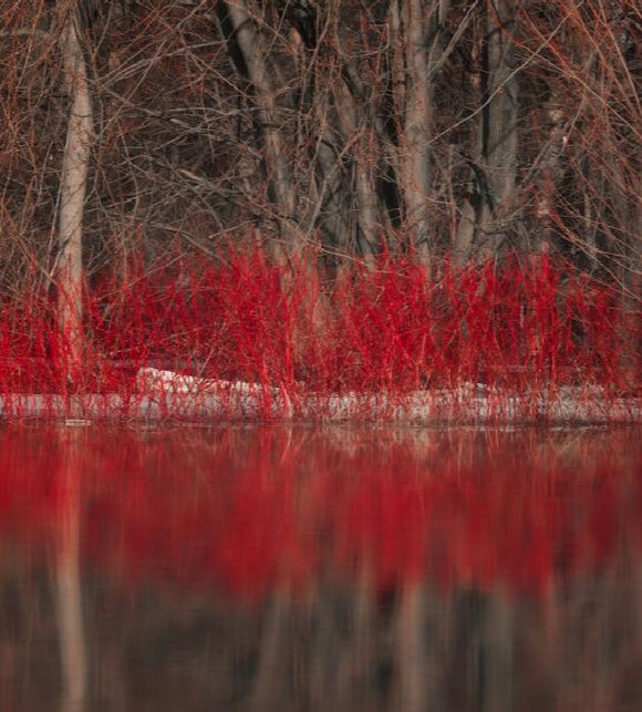 Red Twig Dogwood Cornus alba 'Bailey' 3 Gal 18-24