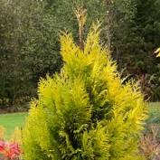 Forever Goldy Arborvitae Thuja plicata '4EVER'  15Gal B&B/CT