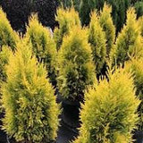 Forever Goldy Arborvitae Thuja plicata '4EVER'  15Gal B&B/CT