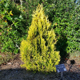 Forever Goldy Arborvitae Thuja plicata '4EVER'  15Gal B&B/CT