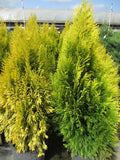 Forever Goldy Arborvitae Thuja plicata '4EVER'  15Gal B&B/CT