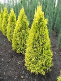 Forever Goldy Arborvitae Thuja plicata '4EVER'  15Gal B&B/CT