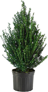 Steeds Holly (Ilex crenata 'Steeds') 5Gal 24-30"