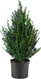 Steeds Holly (Ilex crenata 'Steeds') 5Gal 24-30"