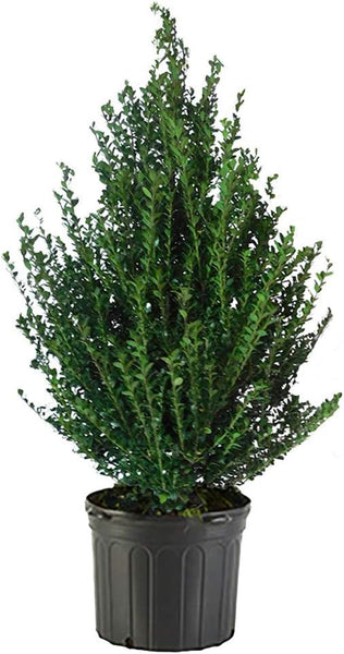 61EKU_5GmYL._AC_SL1001_grande.