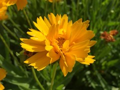 Coreopsis grandiflora 'Early Sunrise' #2