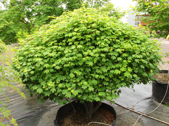 Acer circinatum 'Little Gem' B&B/CT 30-36