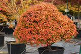 Acer circinatum 'Little Gem' B&B/CT 30-36"