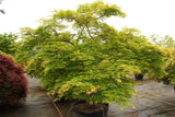 Acer palmatum ‘Shigure bato’ Japanese Maple CT 4/5'