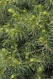 Dwarf Alberta Spruce Picea glauca 'Conica' 5 Gal