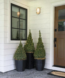 Dwarf Alberta Spruce Picea glauca 'Conica' 5 Gal 30-36"
