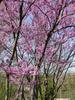 Cercis canadensis 'American Redbud'  2.5"-3" Cal B&B